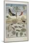 Insects and Fish with Island Background, 1705-1771-Maria Sibylla Graff Merian-Mounted Giclee Print