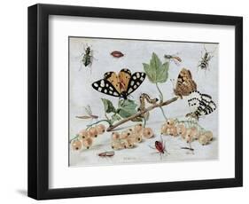 Insects and Fruit-Jan van Kessel-Framed Art Print