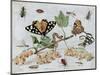 Insects and Fruit-Jan van Kessel-Mounted Art Print