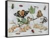 Insects and Fruit-Jan van Kessel-Framed Stretched Canvas