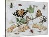 Insects and Fruit-Jan van Kessel-Stretched Canvas
