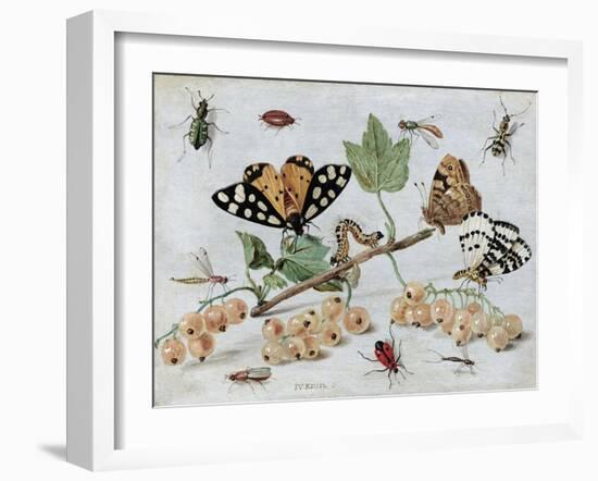 Insects and Fruit-Jan van Kessel-Framed Art Print