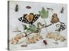 Insects and Fruit-Jan van Kessel-Stretched Canvas