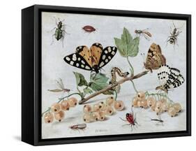 Insects and Fruit-Jan van Kessel-Framed Stretched Canvas