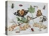 Insects and Fruit-Jan van Kessel-Stretched Canvas