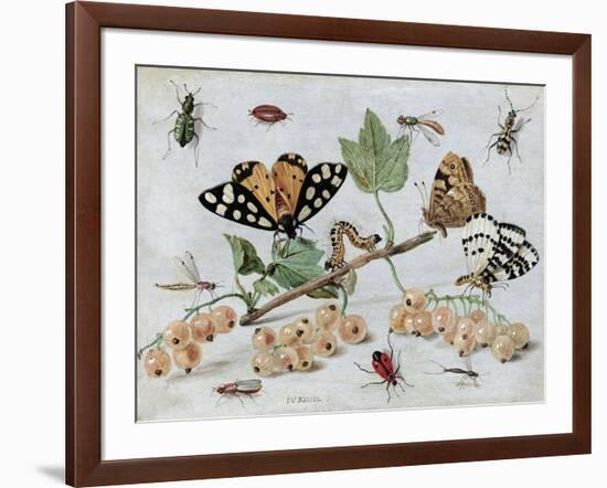 Insects and Fruit-Jan van Kessel-Framed Art Print