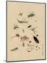 Insects and Toads-null-Mounted Art Print