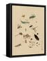 Insects and Toads-null-Framed Stretched Canvas