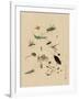 Insects and Toads-null-Framed Art Print