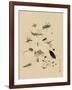 Insects and Toads-null-Framed Art Print