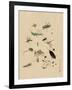 Insects and Toads-null-Framed Art Print