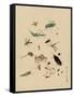 Insects and Toads-null-Framed Stretched Canvas