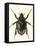 Insects, Beetle, Scarab-F.W. Hope-Framed Stretched Canvas