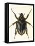 Insects, Beetle, Scarab-F.W. Hope-Framed Stretched Canvas