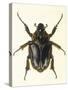 Insects, Beetle, Scarab-F.W. Hope-Stretched Canvas