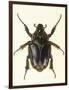 Insects, Beetle, Scarab-F.W. Hope-Framed Art Print