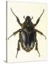 Insects, Beetle, Scarab-F.W. Hope-Stretched Canvas