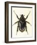 Insects, Beetle, Scarab-F.W. Hope-Framed Art Print