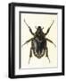 Insects, Beetle, Scarab-F.W. Hope-Framed Art Print