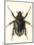 Insects, Beetle, Scarab-F.W. Hope-Mounted Art Print