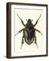 Insects, Beetle, Scarab-F.W. Hope-Framed Art Print