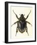 Insects, Beetle, Scarab-F.W. Hope-Framed Art Print