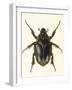 Insects, Beetle, Scarab-F.W. Hope-Framed Art Print