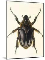 Insects, Beetle, Scarab-F.W. Hope-Mounted Art Print