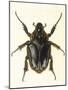 Insects, Beetle, Scarab-F.W. Hope-Mounted Art Print