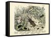 Insects, C.1860-null-Framed Stretched Canvas