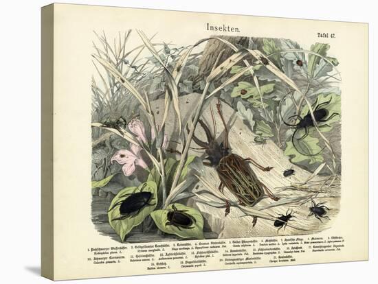 Insects, C.1860-null-Stretched Canvas