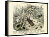 Insects, C.1860-null-Framed Stretched Canvas