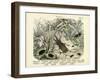 Insects, C.1860-null-Framed Giclee Print