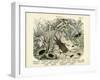 Insects, C.1860-null-Framed Giclee Print