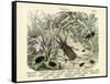 Insects, C.1860-null-Framed Stretched Canvas