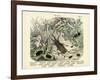 Insects, C.1860-null-Framed Giclee Print