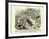 Insects, C.1860-null-Framed Giclee Print