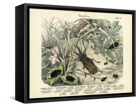 Insects, C.1860-null-Framed Stretched Canvas