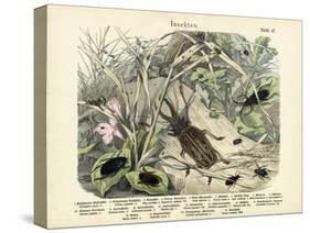 Insects, C.1860-null-Stretched Canvas