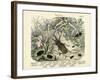 Insects, C.1860-null-Framed Giclee Print