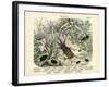 Insects, C.1860-null-Framed Giclee Print