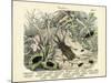 Insects, C.1860-null-Mounted Giclee Print