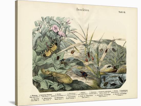 Insects, C.1860-null-Stretched Canvas