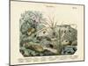 Insects, C.1860-null-Mounted Giclee Print