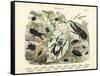 Insects, C.1860-null-Framed Stretched Canvas