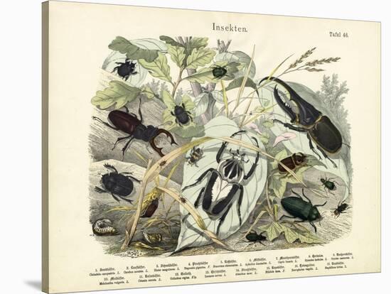 Insects, C.1860-null-Stretched Canvas