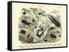 Insects, C.1860-null-Framed Stretched Canvas