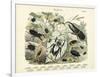 Insects, C.1860-null-Framed Giclee Print