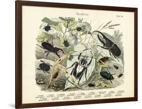 Insects, C.1860-null-Framed Giclee Print