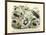 Insects, C.1860-null-Framed Giclee Print